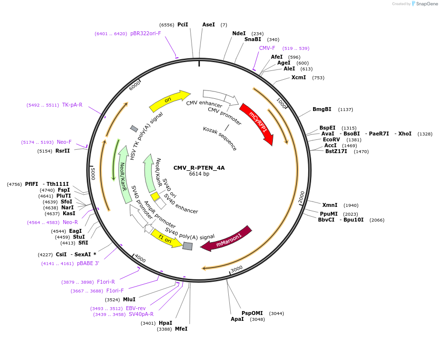 227435-plasmid-map-sequence-id-451278