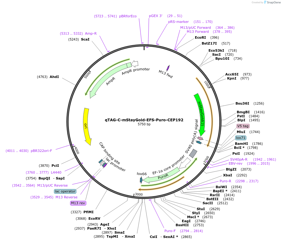 227290-plasmid-map-sequence-id-451300