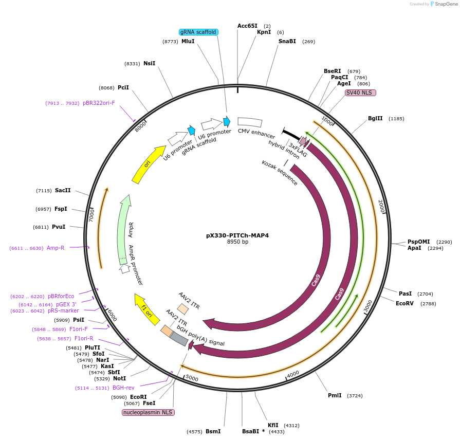 227295-plasmid-map-sequence-id-451305