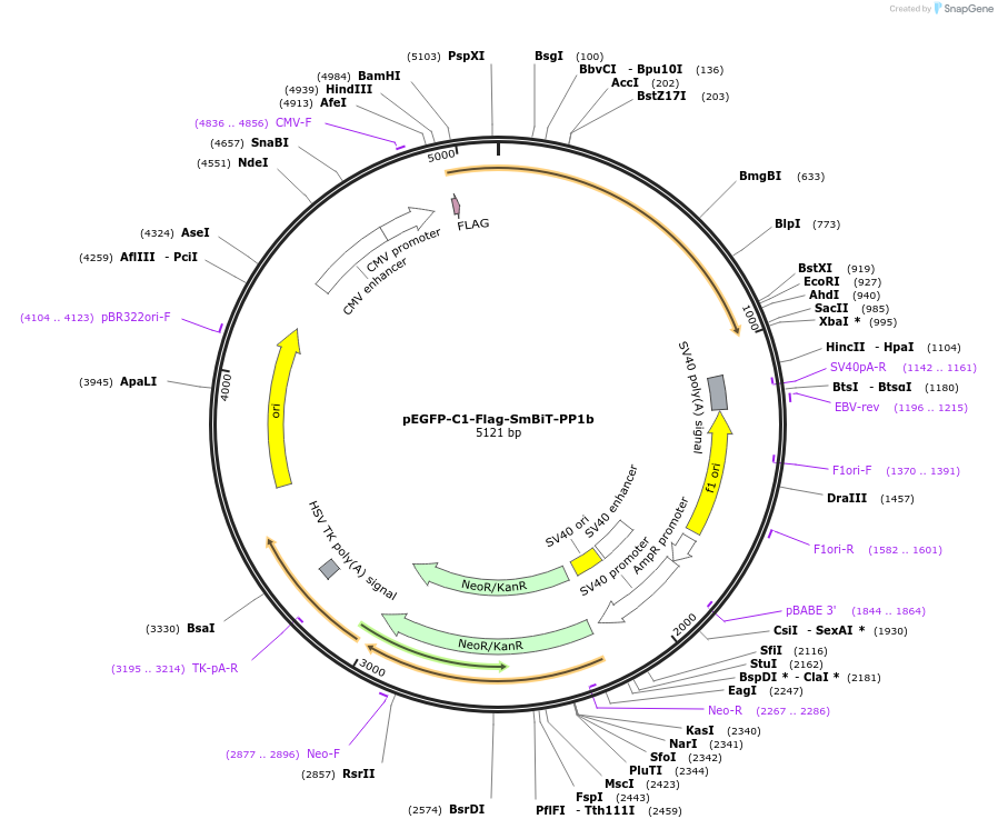 224895-plasmid-map-sequence-id-451306