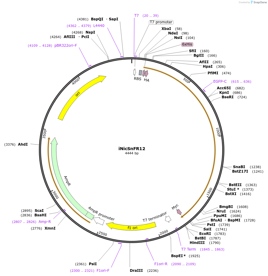 227142-plasmid-map-sequence-id-451308