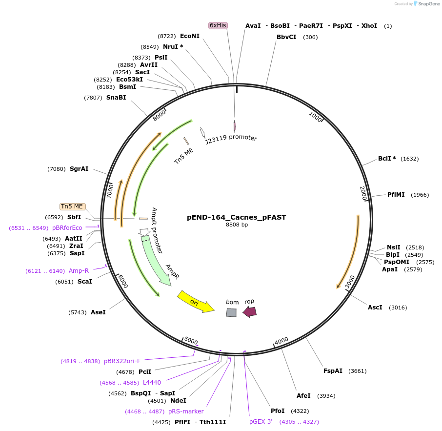 225616-plasmid-map-sequence-id-451365