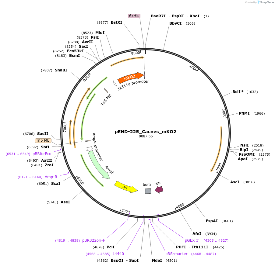 225612-plasmid-map-sequence-id-451369
