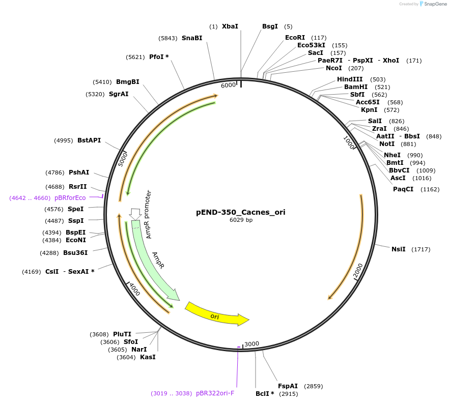 225605-plasmid-map-sequence-id-451372