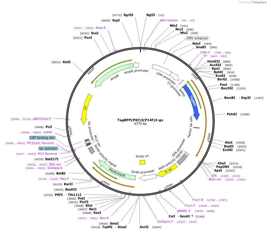 228081-plasmid-map-sequence-id-451382