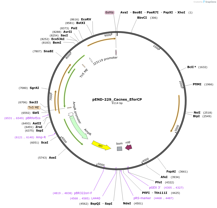 225615-plasmid-map-sequence-id-451383