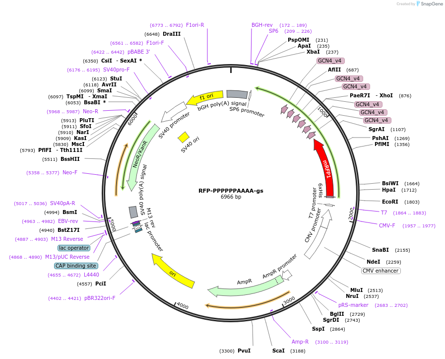 228092-plasmid-map-sequence-id-451390