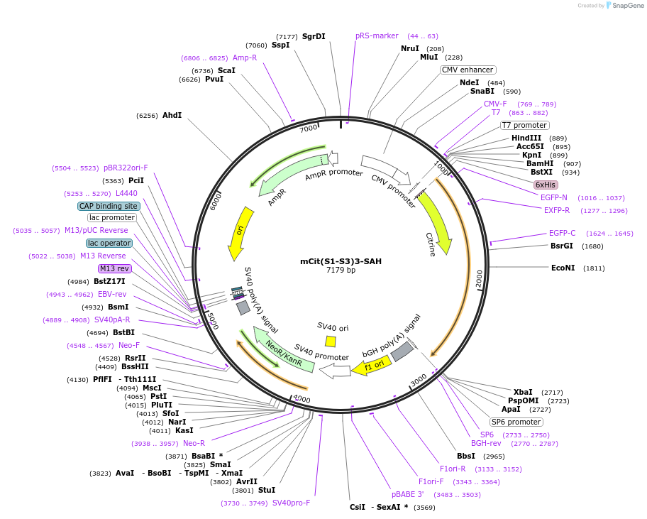 228067-plasmid-map-sequence-id-451397