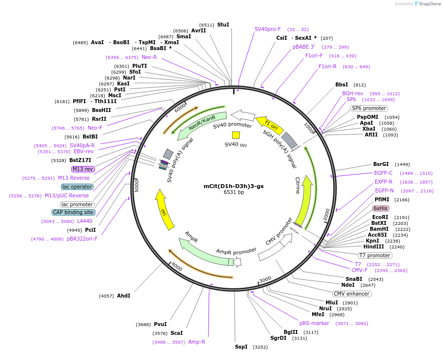 228088-plasmid-map-sequence-id-451399