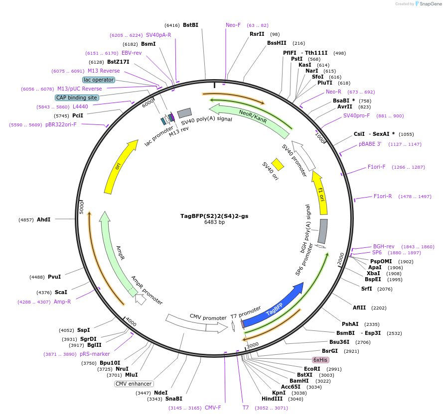 228072-plasmid-map-sequence-id-451401