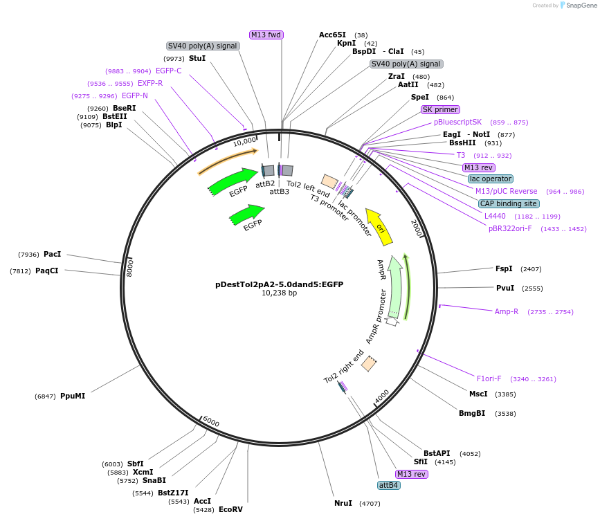 223327-plasmid-map-sequence-id-451403
