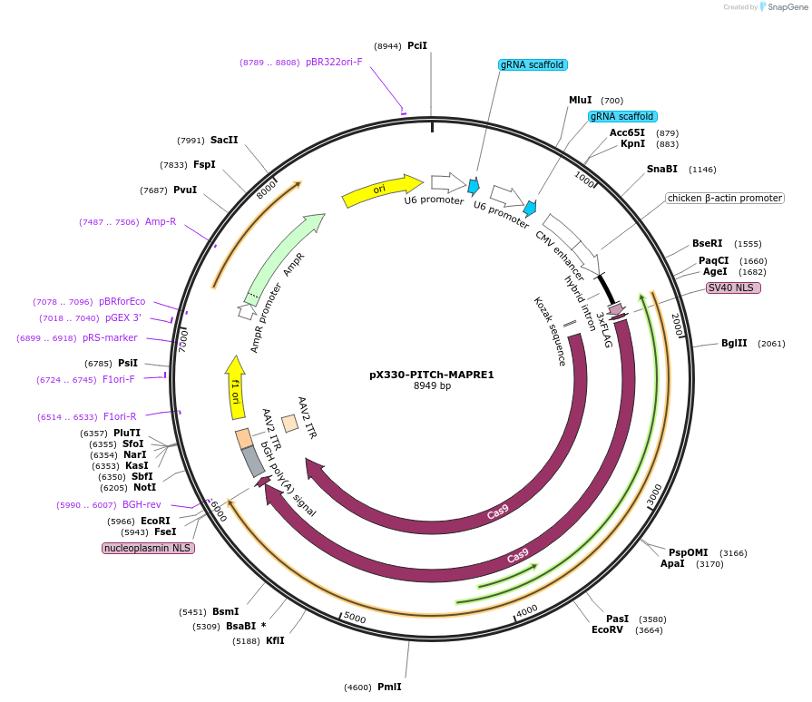 207793-plasmid-map-sequence-id-451404