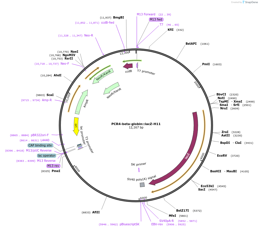 227000-plasmid-map-sequence-id-451405