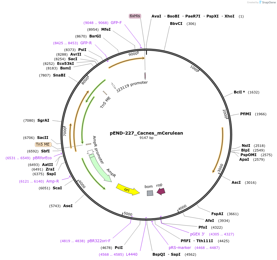 225614-plasmid-map-sequence-id-451417
