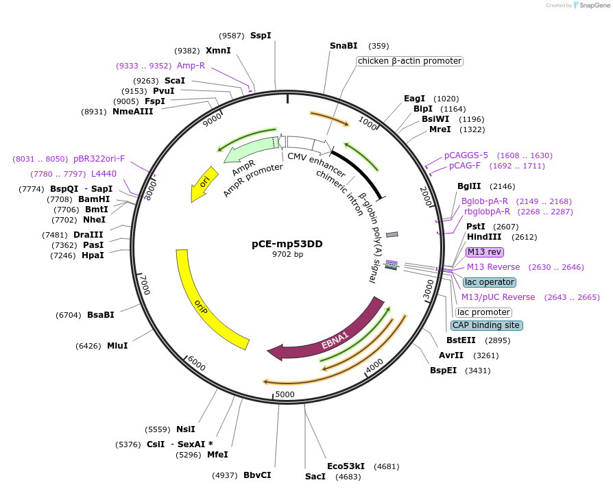 41856-plasmid-map-sequence-id-451440