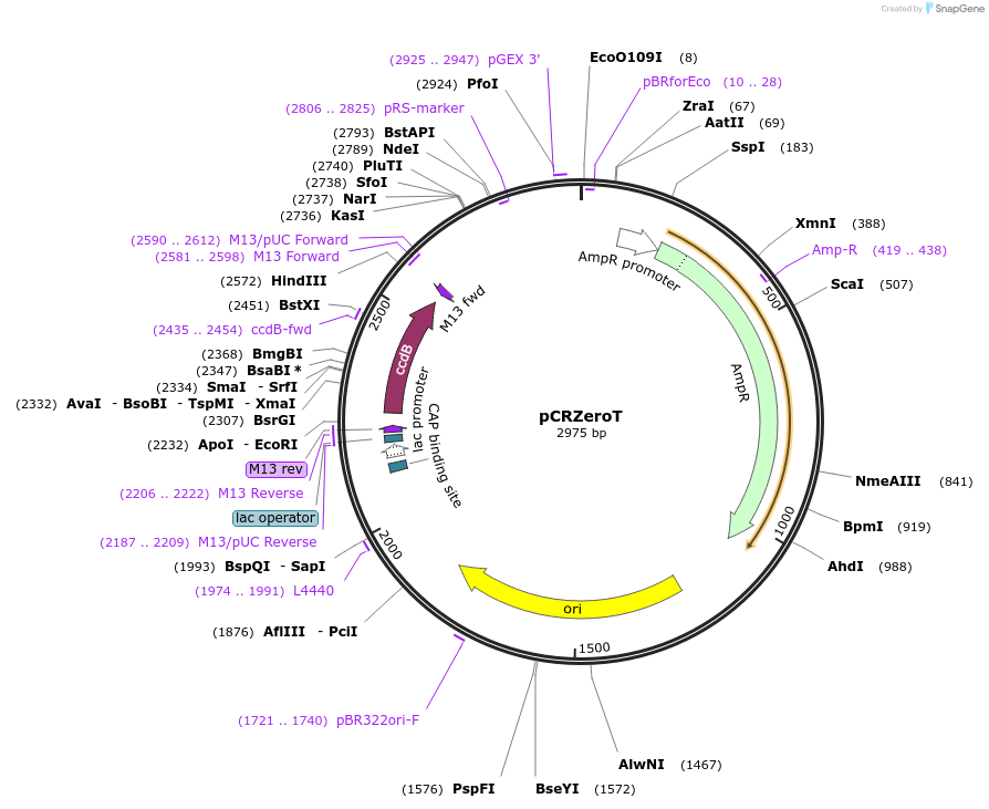 120276-plasmid-map-sequence-id-451450