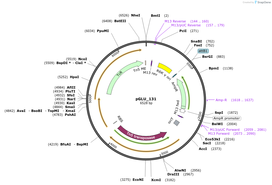 225824-plasmid-map-sequence-id-451452