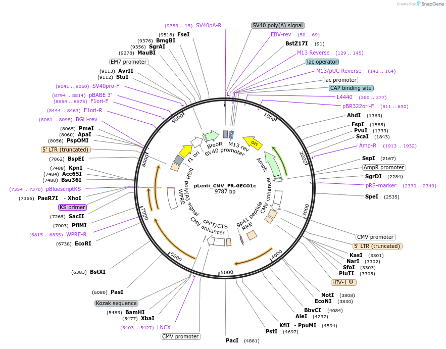 224358-plasmid-map-sequence-id-451461