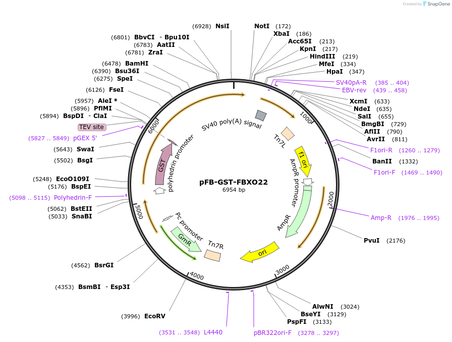 228367-plasmid-map-sequence-id-451465