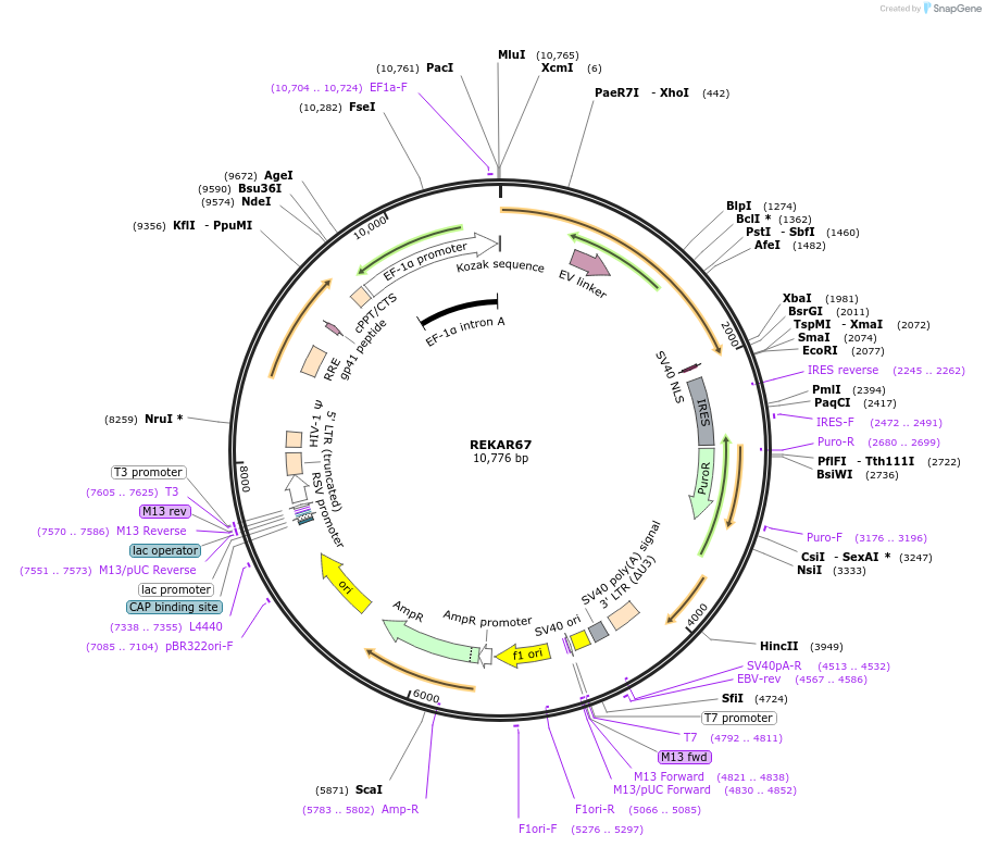 223261-plasmid-map-sequence-id-451471