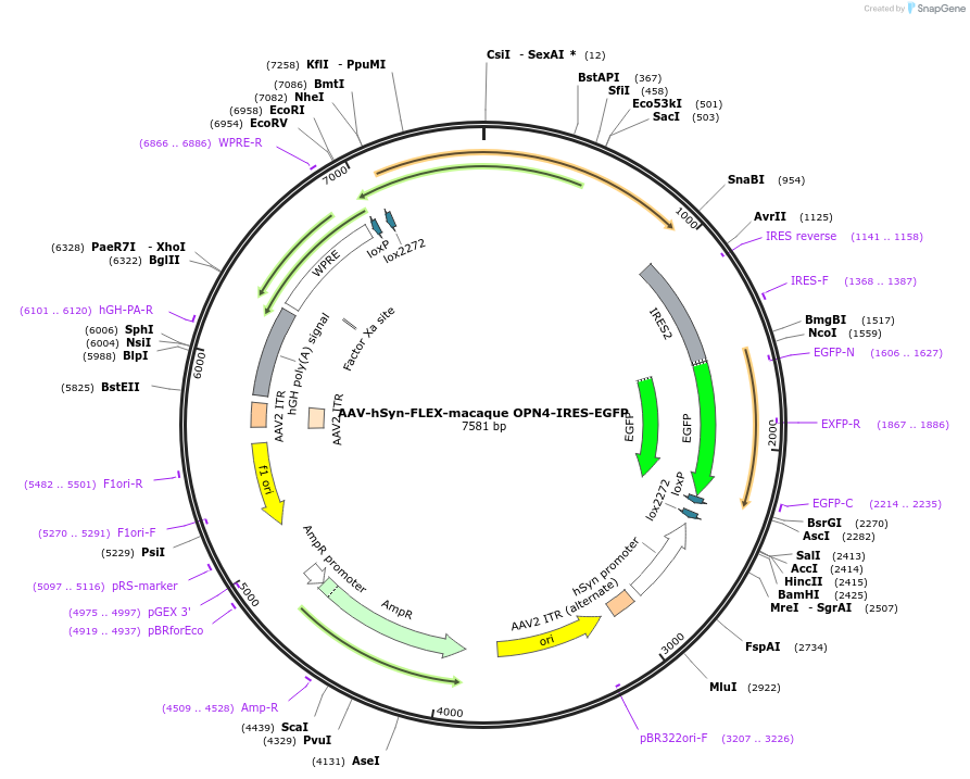 223253-plasmid-map-sequence-id-451474