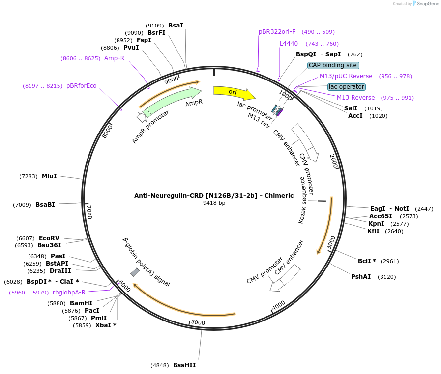 227030-plasmid-map-sequence-id-451476
