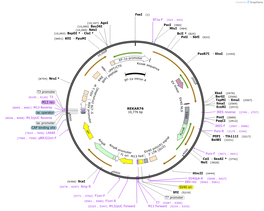 223262-plasmid-map-sequence-id-451481