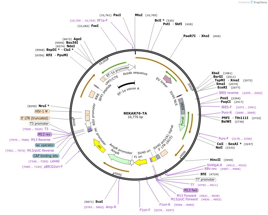 225705-plasmid-map-sequence-id-451483