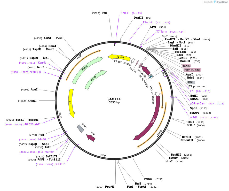 224258-plasmid-map-sequence-id-451485