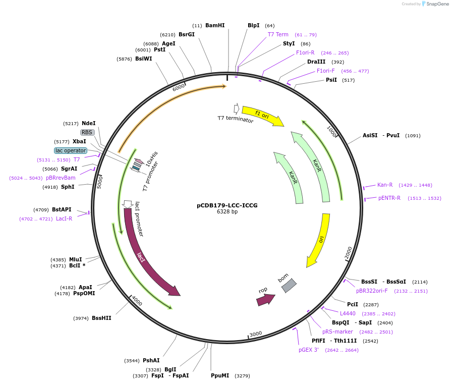 218687-plasmid-map-sequence-id-451486