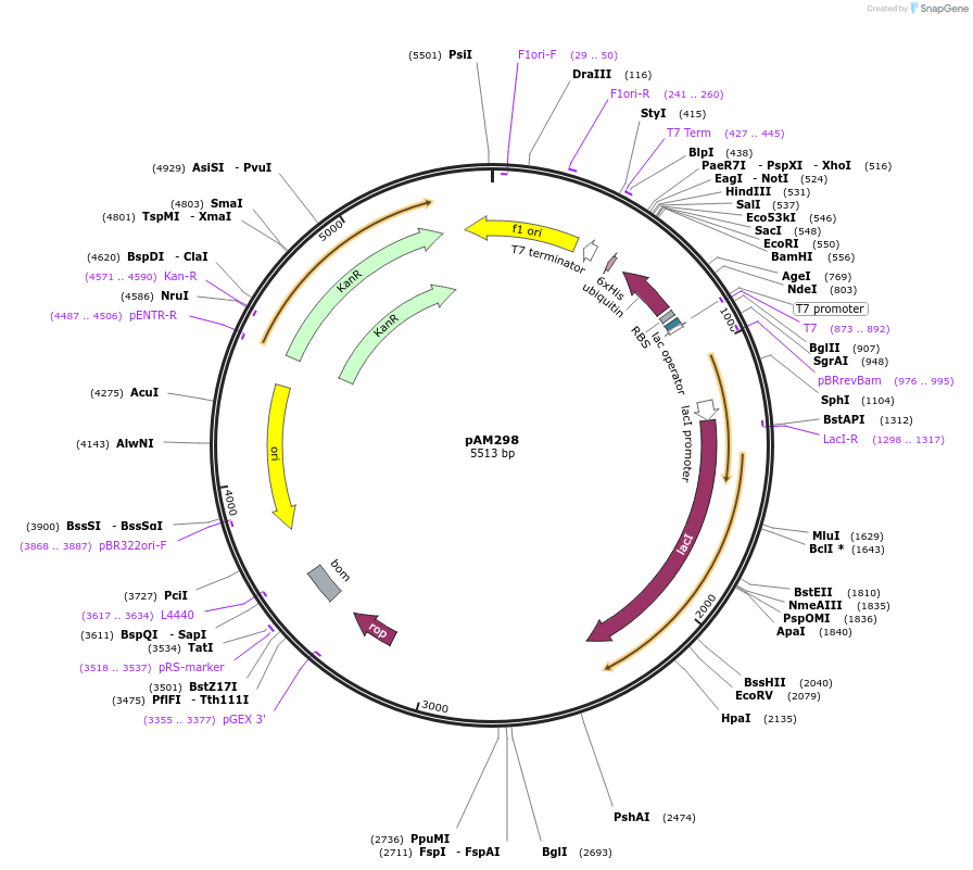 224257-plasmid-map-sequence-id-451489