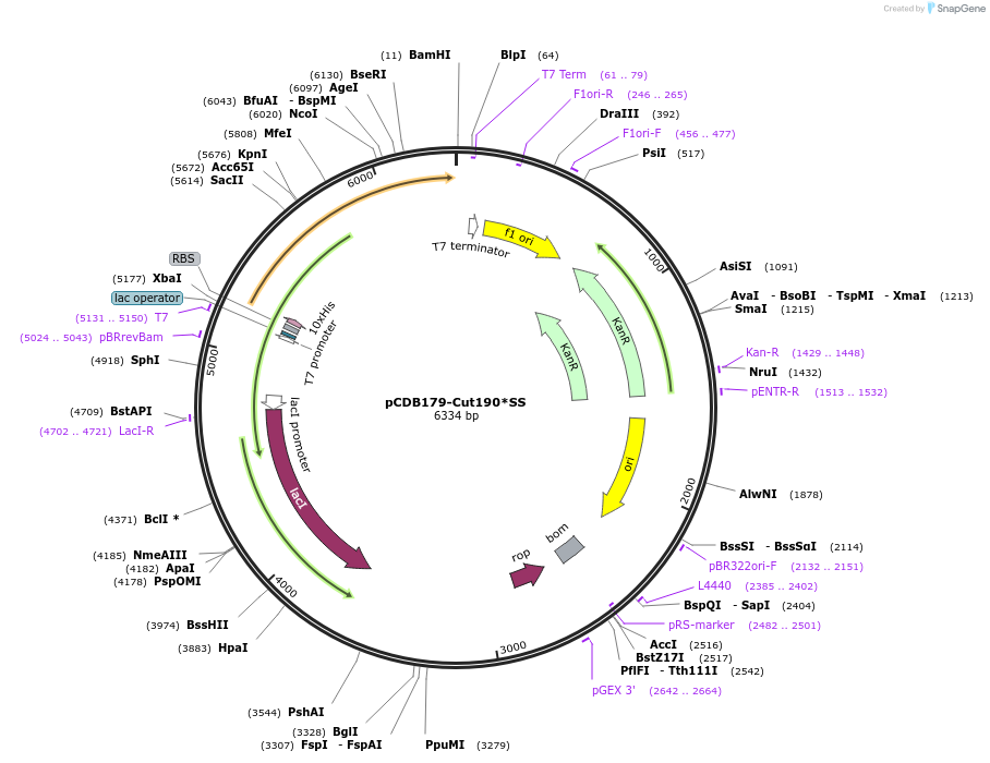 218706-plasmid-map-sequence-id-451490