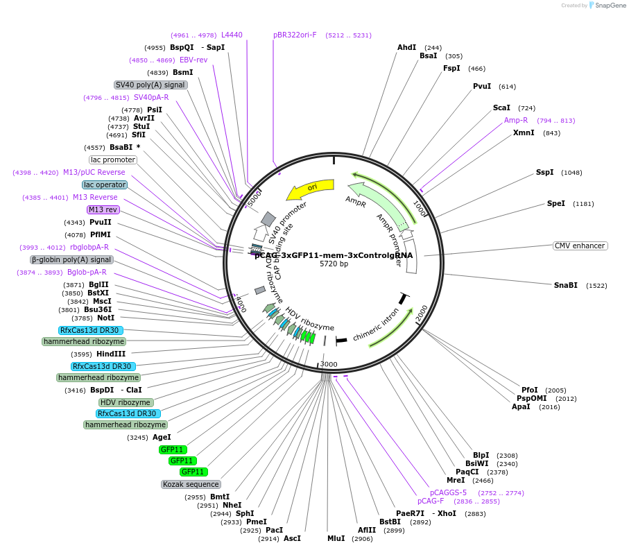 224583-plasmid-map-sequence-id-451495