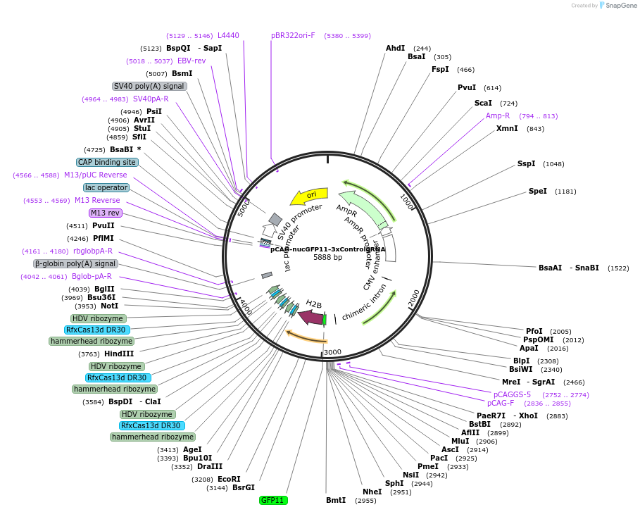 224568-plasmid-map-sequence-id-451496