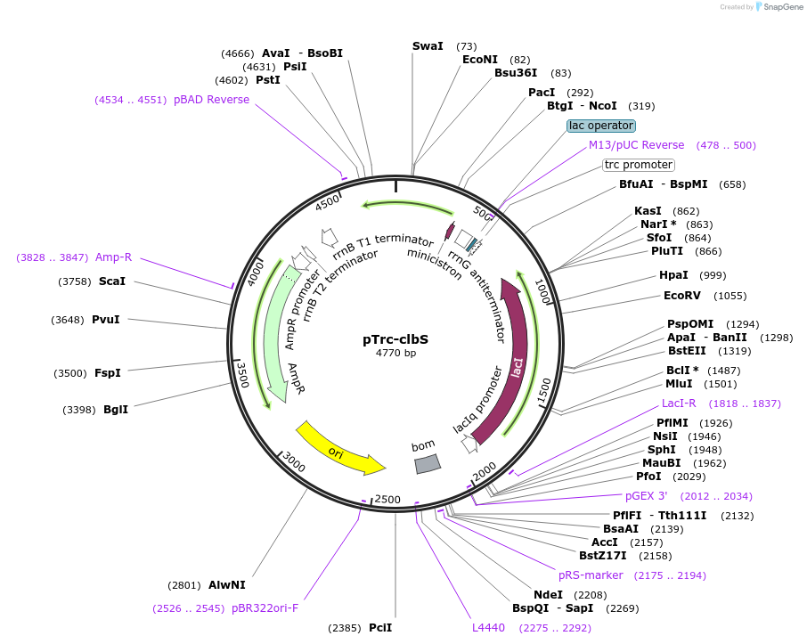 223350-plasmid-map-sequence-id-451533