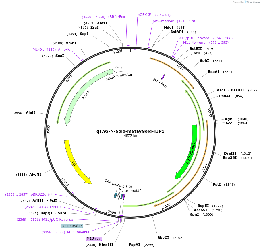 227300-plasmid-map-sequence-id-451538