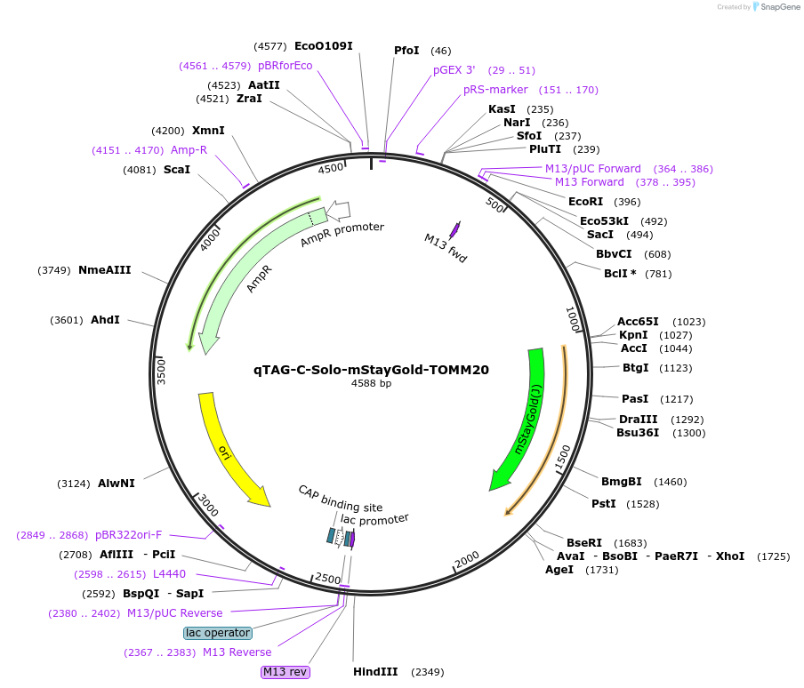 227307-plasmid-map-sequence-id-451546