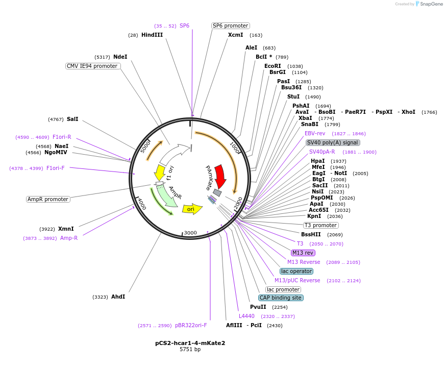 226712-plasmid-map-sequence-id-451548