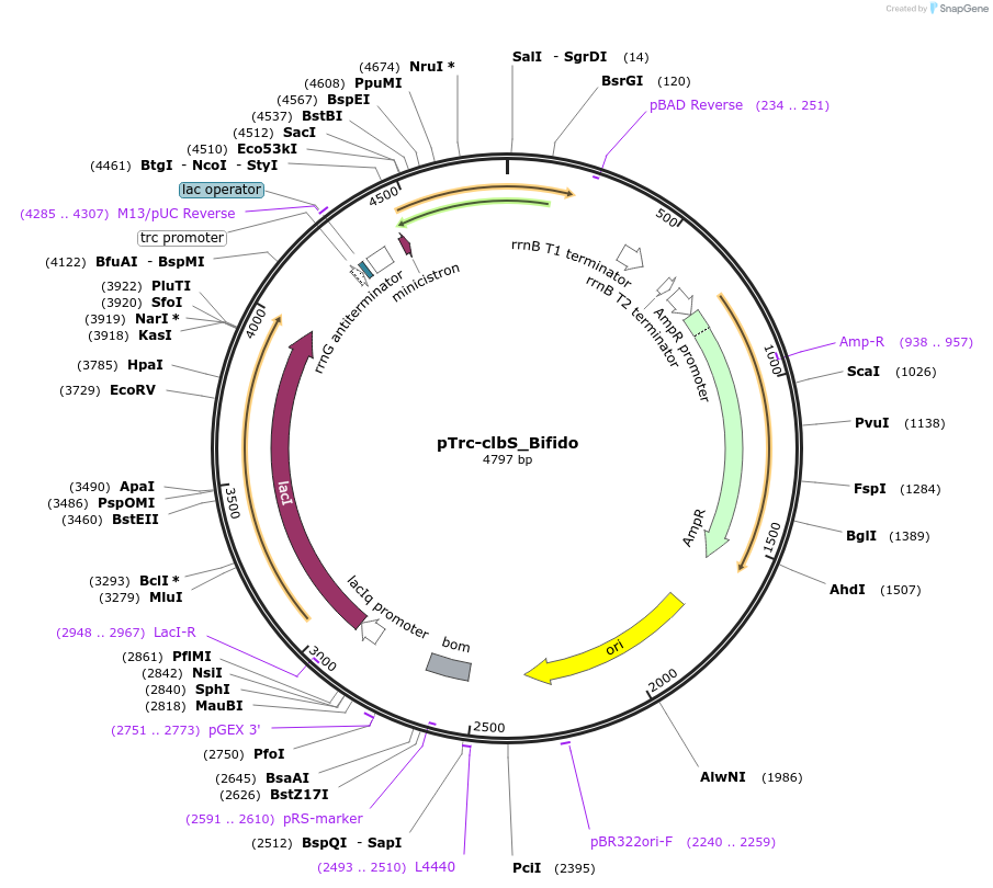223359-plasmid-map-sequence-id-451555