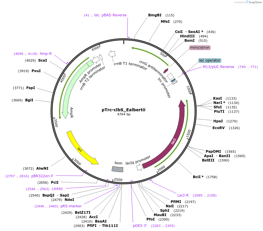 223360-plasmid-map-sequence-id-451557