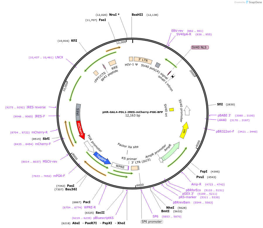 223208-plasmid-map-sequence-id-451594