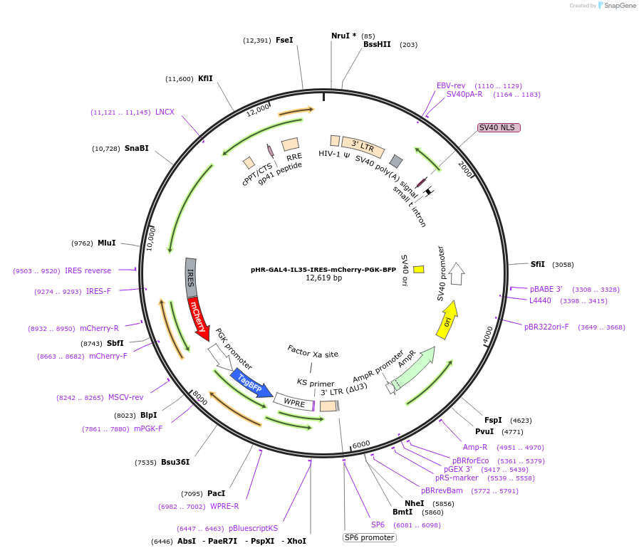 223210-plasmid-map-sequence-id-451596