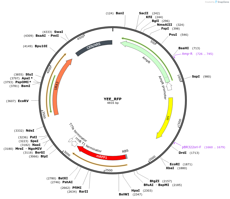 228185-plasmid-map-sequence-id-451630