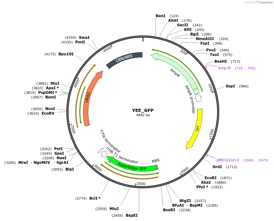 228184-plasmid-map-sequence-id-451631