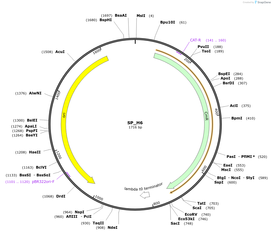 228192-plasmid-map-sequence-id-451633