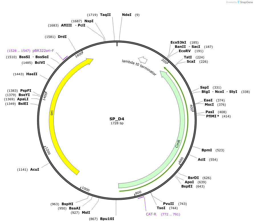 228166-plasmid-map-sequence-id-451634