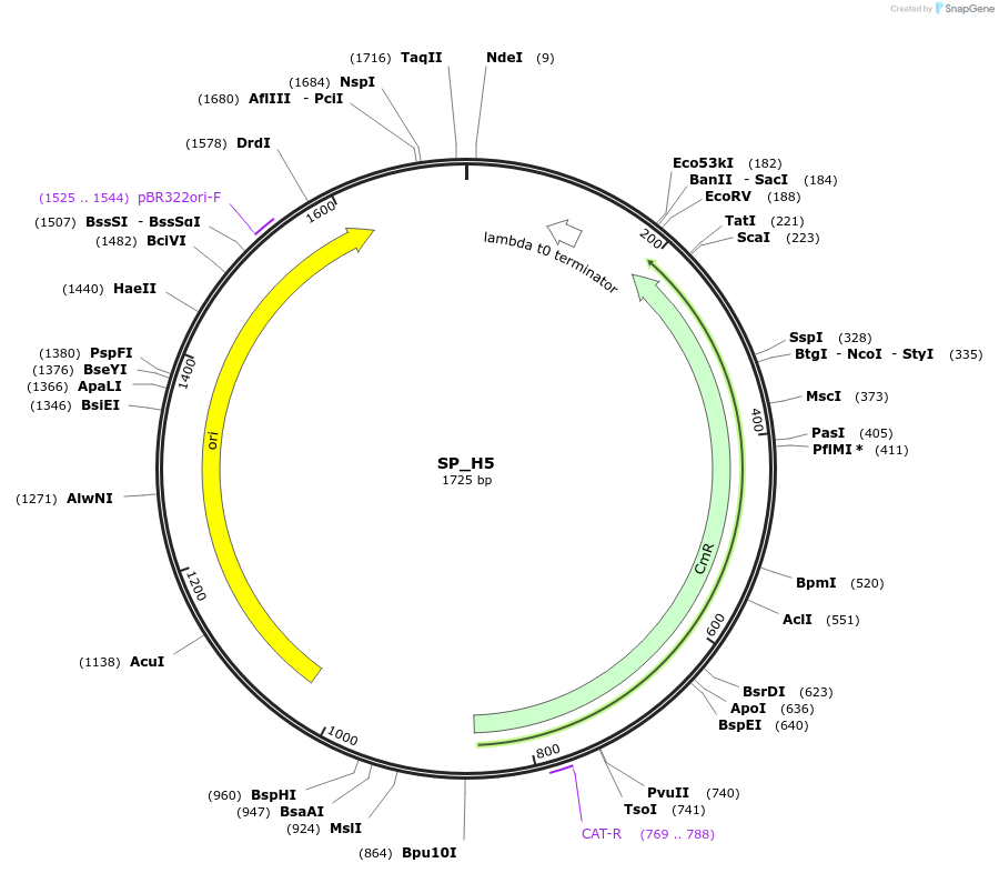 228191-plasmid-map-sequence-id-451636