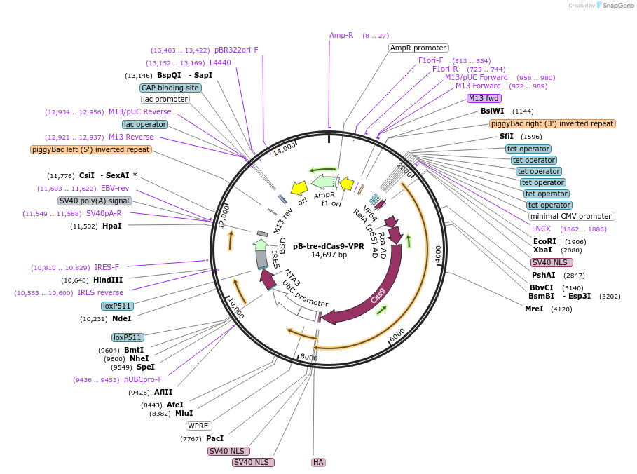 227506-plasmid-map-sequence-id-451639