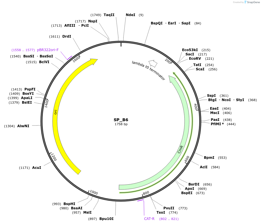228156-plasmid-map-sequence-id-451642
