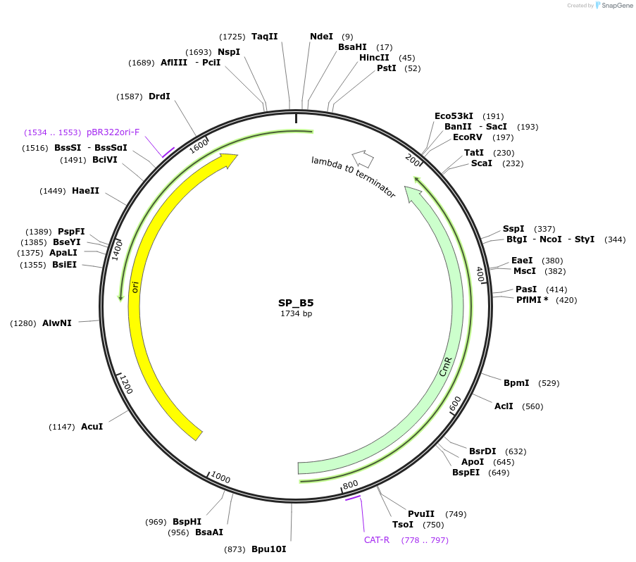 228155-plasmid-map-sequence-id-451643